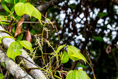 Dioscorea dregeana