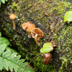 Agaricineae