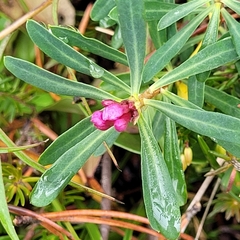 Daphne striata