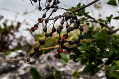 Erythrina lysistemon