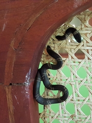 Leptodeira nigrofasciata