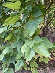 Catalpa speciosa