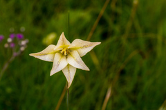 Gladiolus longicollis