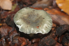 Russula parazurea