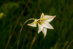 Gladiolus longicollis