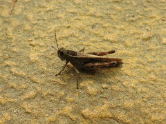 Shirakiacris shirakii