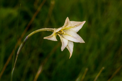 Gladiolus longicollis
