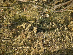 Cladonia strepsilis