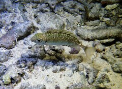 Siganus spinus