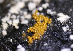 Hydropisphaera