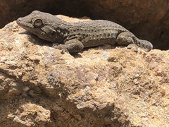 Tarentola delalandii