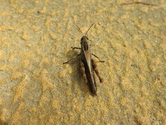 Shirakiacris shirakii