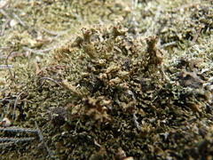 Cladonia strepsilis