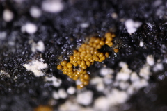 Hydropisphaera