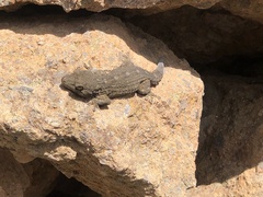 Tarentola delalandii