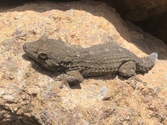 Tarentola delalandii