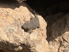 Tarentola delalandii