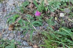 Centaurea nigra