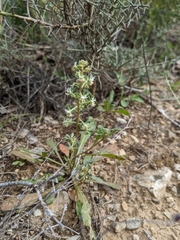Reseda phyteuma