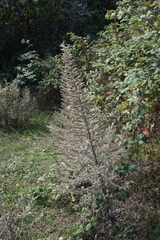 Echium italicum