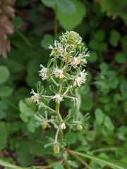Reseda phyteuma