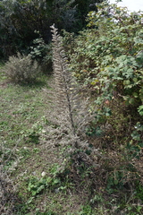 Echium italicum