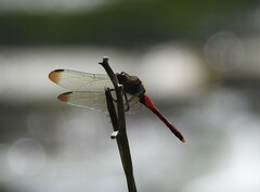 Sympetrum risi