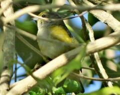 Euphonia hirundinacea