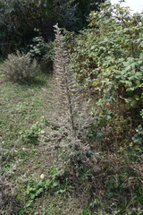 Echium italicum