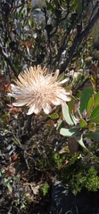 Protea punctata