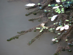 Hydrocharitaceae