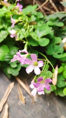 Oxalis debilis