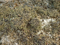 Cladonia strepsilis