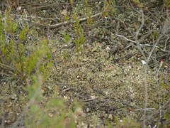 Cladonia strepsilis