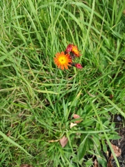 Pilosella aurantiaca