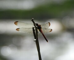 Sympetrum risi