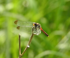 Sympetrum risi