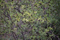 Crataegus douglasii