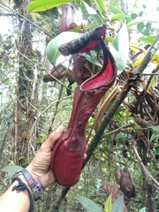 Nepenthes sanguinea