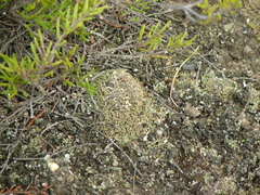Cladonia strepsilis