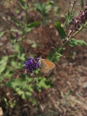 Coenonympha glycerion