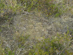Cladonia strepsilis