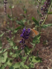 Coenonympha glycerion