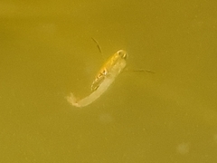 Anisops