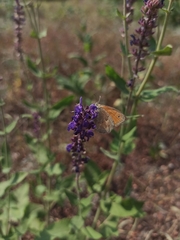 Coenonympha glycerion