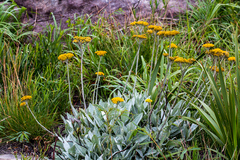Helichrysum acutatum