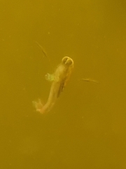 Anisops