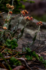Helichrysum diffusum