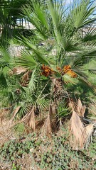 Chamaerops humilis