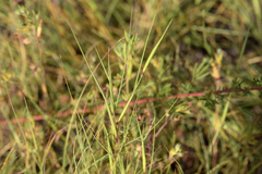 Aristida oligantha